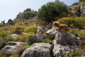 Sicilian Summer Landscape near Cefalù