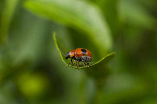 Image of ladybug on the green leaf with blur background.