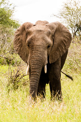 Obraz na płótnie Canvas Standing Elephant