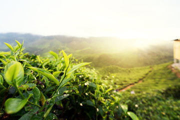 Amazing Malaysia landscape. View of tea plantation in sunset/sunrise time in in Cameron highlands,...