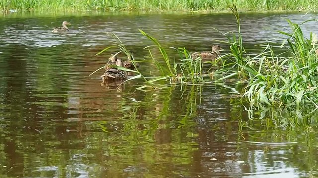 Ducks swim in the thickets of the pond. Wild birds in their habitat. 