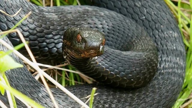 The black Viper stared. A poisonous dangerous snake is close.