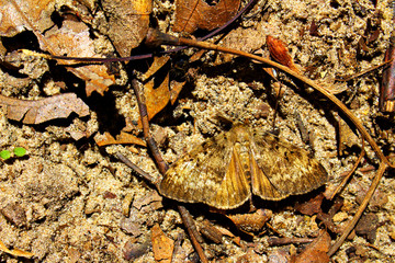 Camouflaged Moth in the Dirt 