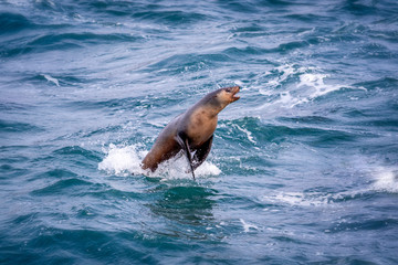 Seals jumping out of the water near seals' rock in Victoria Australia