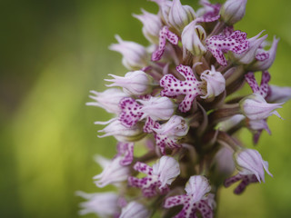 sizilianische Frühlingsblumen