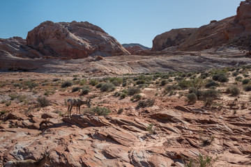 Fototapeta na wymiar desert view of mountains and goats in nevada