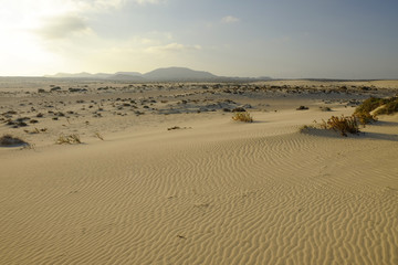Fototapeta na wymiar National park Corralejo on Fuerteventura Spain.