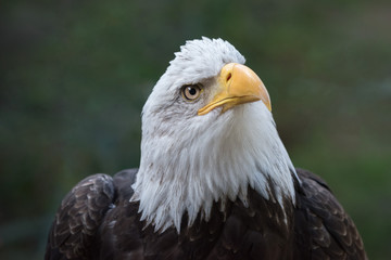 bald eagle portrait closeup headshot