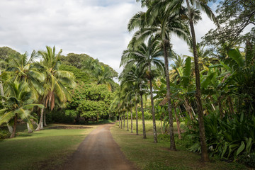 Obraz na płótnie Canvas Tropical hawaiian jungle with palm trees