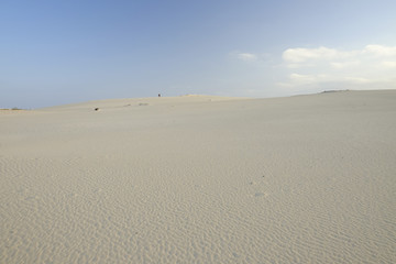 Fototapeta na wymiar Natural reserve with sand dunes in Corralejo Fuertevra, Spain.