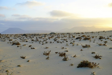 Natural reserve with sand dunes in Corralejo Fuertevra, Spain.