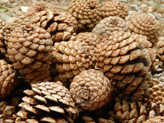 Group of pine cones in the mountains