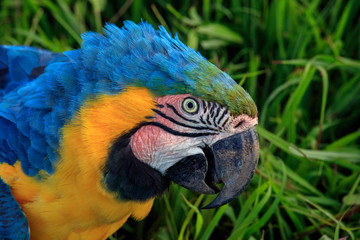 Parrot Portrait Photograph, Side View, Highly Detailed Feathers - Parrot is looking towards the camera with eyes wide open and a curious expression, Colorful Yelow and Blue Feathers