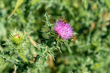 Hoverfly on Thistle
