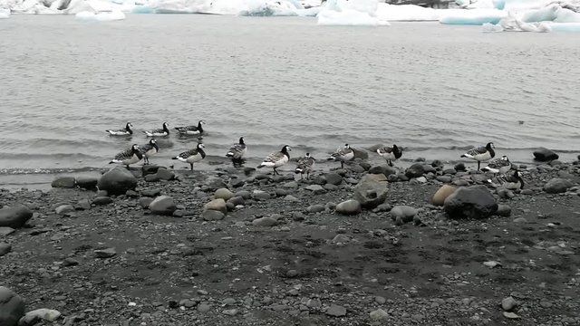 Patos no seu ambiente natural