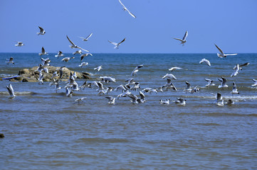 Seagulls fly in free