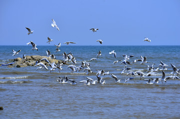 Seagulls fly in free