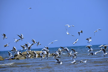 Seagulls fly in free