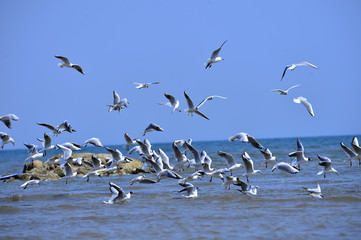 Seagulls fly in free