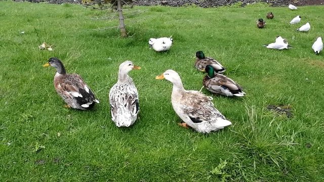 Patos na relva