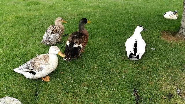 Patos na relva