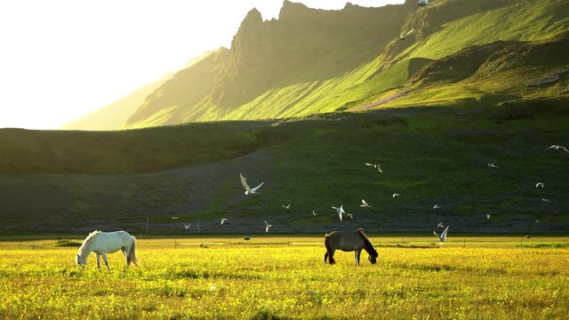 Horses grazing under a swarm of arctic tern birds, Icelandic summer sunrise.mov