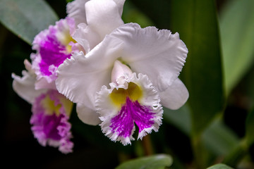 White flower with Purple and Yellow accents - Soft Green Background, Beautiful Petals and color patterns, Garden Floral Background Image