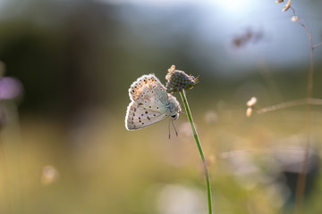 Bläuling Makro von einem Schmetterling im Sommer