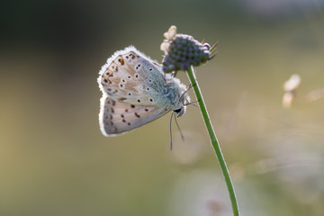 Bl&auml;uling Makro von einem Schmetterling im Sommer