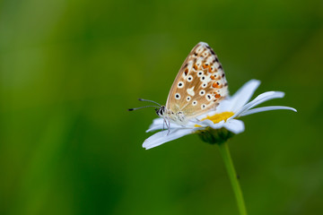 Bläuling Makro von einem Schmetterling im Sommer