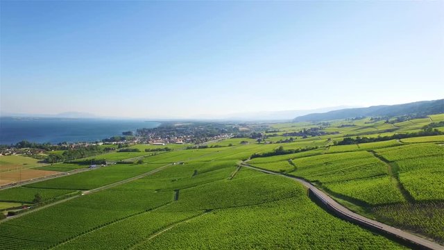 4K Aerial footage of Vineyard fields between Lausanne and Geneva in Switzerland -UHD