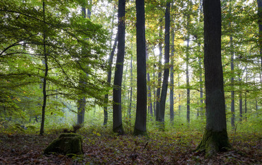 Obraz premium Bayerischer romantischer Herbstwald