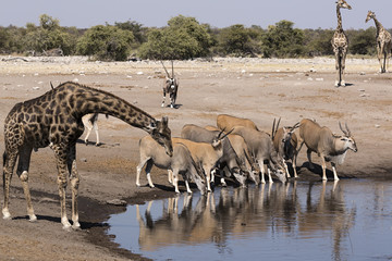 Fototapeta na wymiar Jirafas y antílopes bebiendo, parque nacional Etosha, Namibia (África)