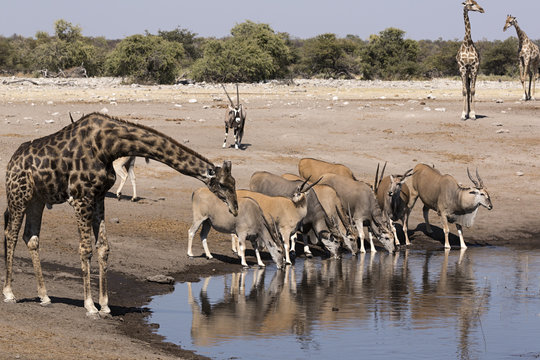 Jirafas y antílopes bebiendo, parque nacional Etosha, Namibia (África)