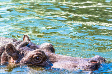Fototapeta premium The hippopotamus (Hippopotamus Amphibius) looks out of the water. Hippo bathes in the river, the lake in a natural environment. Muzzle close-up.