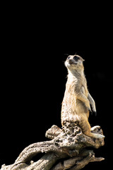 The meerkat sits on a tree branch with a funny expression. Funny meerkat close-up isolated on a...