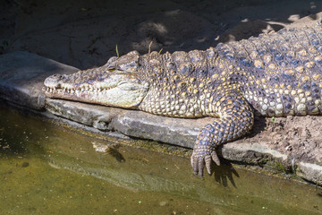 Crocodile close-up lies near water on river, lake in nature