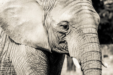 Elephant close-up with sad expression. The head of an elephant close-up. Vintage, grunge old retro style photo.