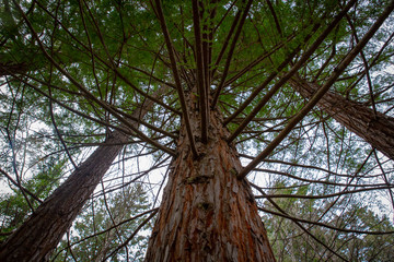 Young redwood forest canopy