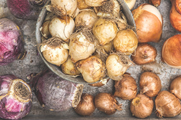 A variety of fall bulbs to be planed