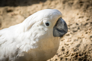 White parrot cockatoo with a cheerful mood close-up. Sulphur-crested Cockatoo closeup.
