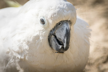 White parrot cockatoo with a cheerful mood close-up. Sulphur-crested Cockatoo closeup.