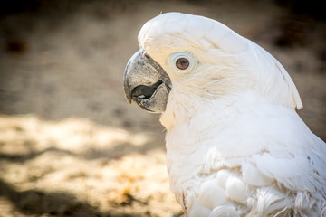 White parrot cockatoo with a cheerful mood close-up. Sulphur-crested Cockatoo closeup.