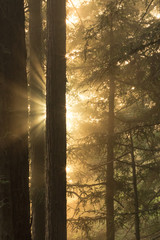 Sunrays beam from behind a redwood tree in a forest