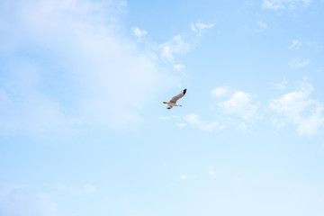 Fototapeta premium Seagull flying over blue sky
