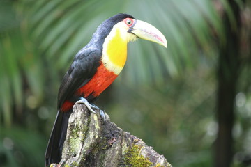 Tucano do bico verde