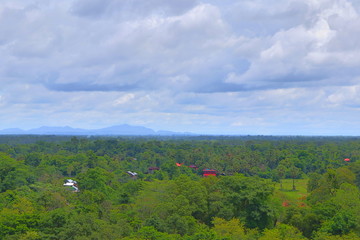 Forest horizontal view of Cambodia