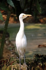 The cattle egret (Bubulcus ibis) is a cosmopolitan species of heron found in the tropics, subtropics and warm temperate zones.It's a migratory bird and can be found in Asia and Africa.