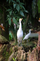 The cattle egret (Bubulcus ibis) is a cosmopolitan species of heron found in the tropics, subtropics and warm temperate zones.It's a migratory bird and can be found in Asia and Africa.