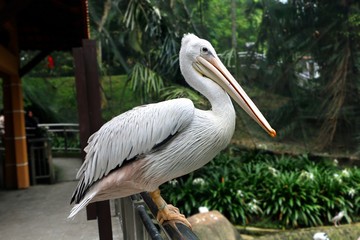 Great white pelican (Pelecanus onocrotalus) also known as the eastern white pelican, Pelicans are a genus of large water birds that make up the family Pelecanidae.